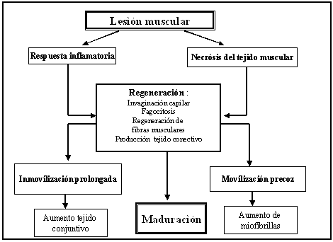 Axioma del proceso de curación de una lesión muscular. Una movilización precoz del tejido lesionado estimula los receptores transmembrana del mioblasto facilitando la síntesis de proteínas necesarias para la regeneración del tejido muscular. Una inmovilización excesiva provoca un aumento del tejido conjuntivo, creando adherencias cicatrizales alrededor de las fibras musculares.